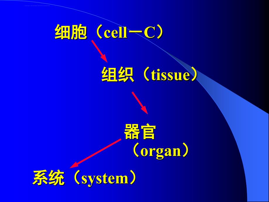 组织学与胚胎学第一章-组织学绪论课件_第3页