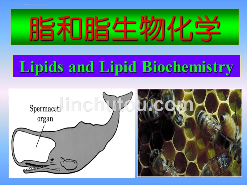 复旦大学幻灯片-脂类和脂生物化学1_第1页