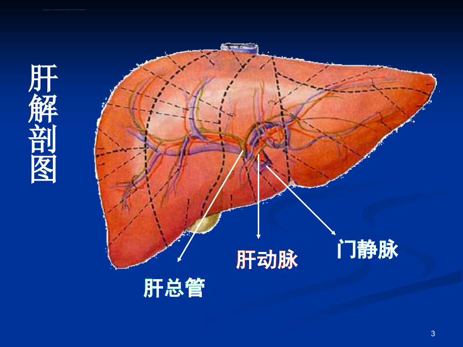 生物化学-肝胆生物化学课件_第3页