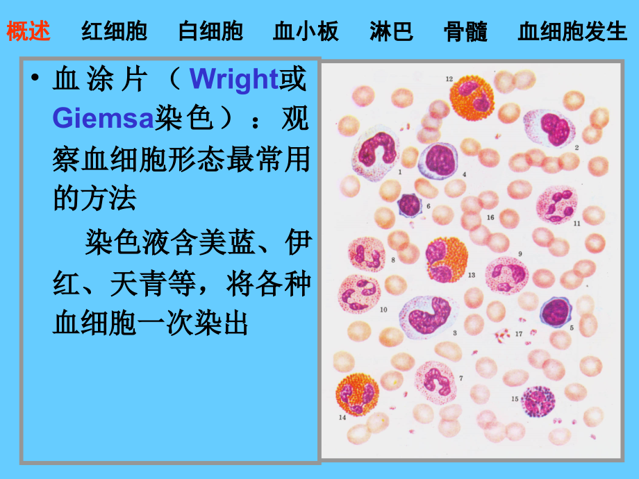 组织胚胎学----04血液课件_第3页