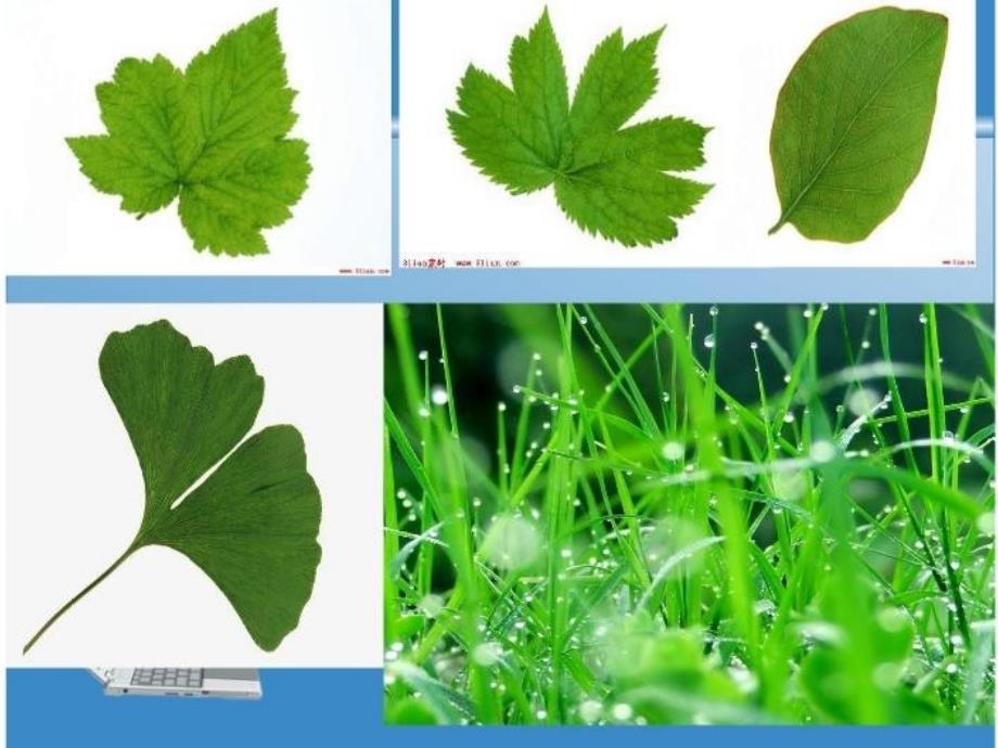 植物的叶-小学科学科教版三年级上册_第4页