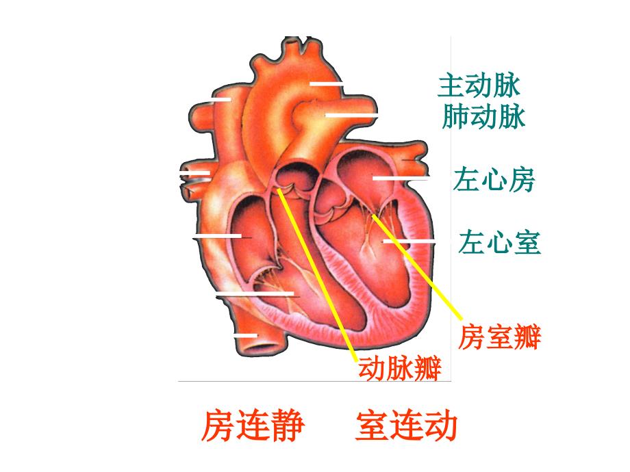 人教版七年级生物4.4.3输送血液的泵--心脏_第2页