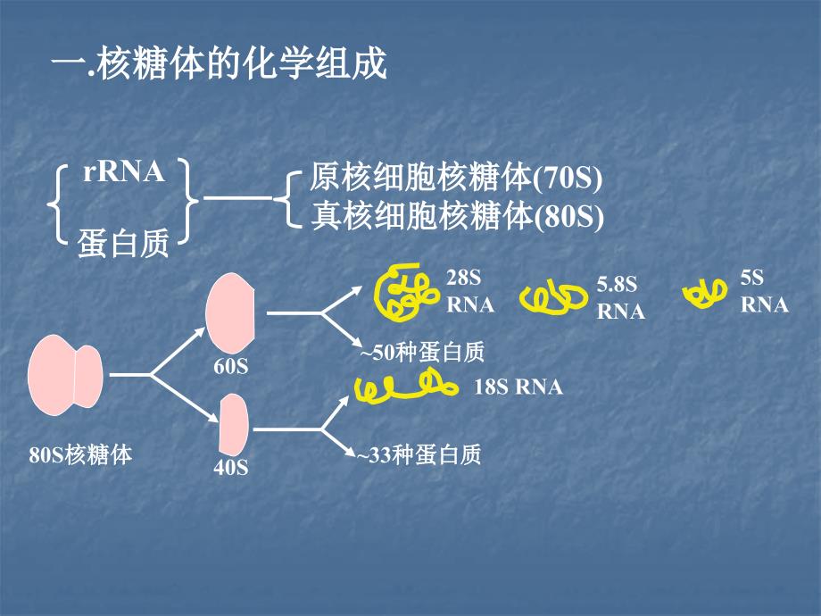 生物学网-蛋白质合成的细胞器-核糖体_第2页