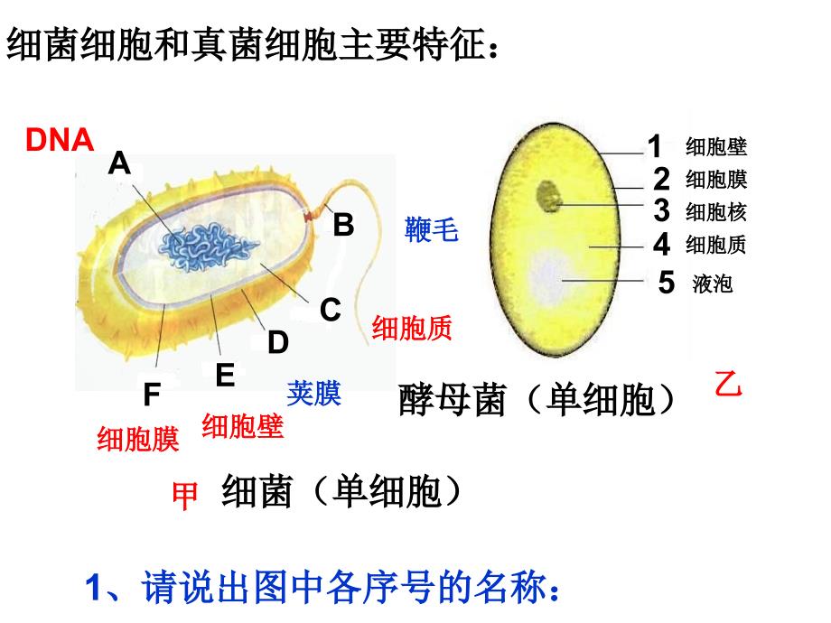 细菌和真菌ppt_第4页