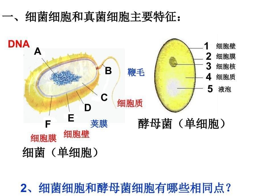 细菌和真菌ppt_第5页