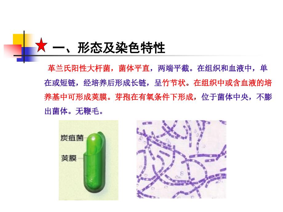 兽医微生物-革兰氏阳性产芽孢杆菌_第4页