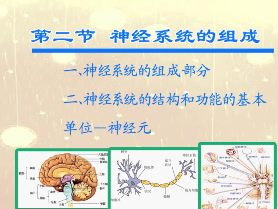 《神经系统的组成》幻灯片_第2页