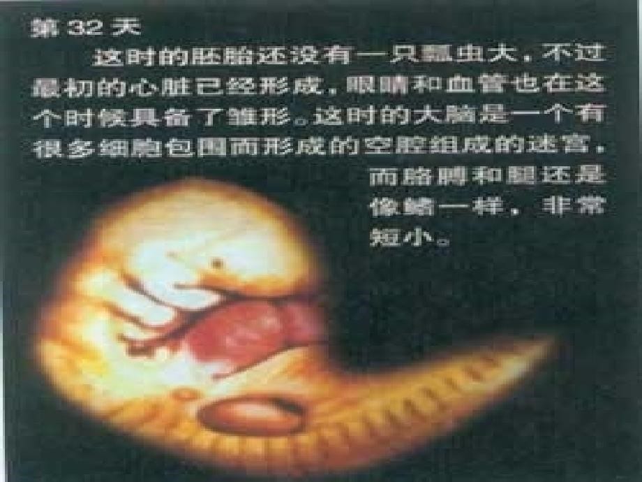 哺乳期妇女用药课件_第5页