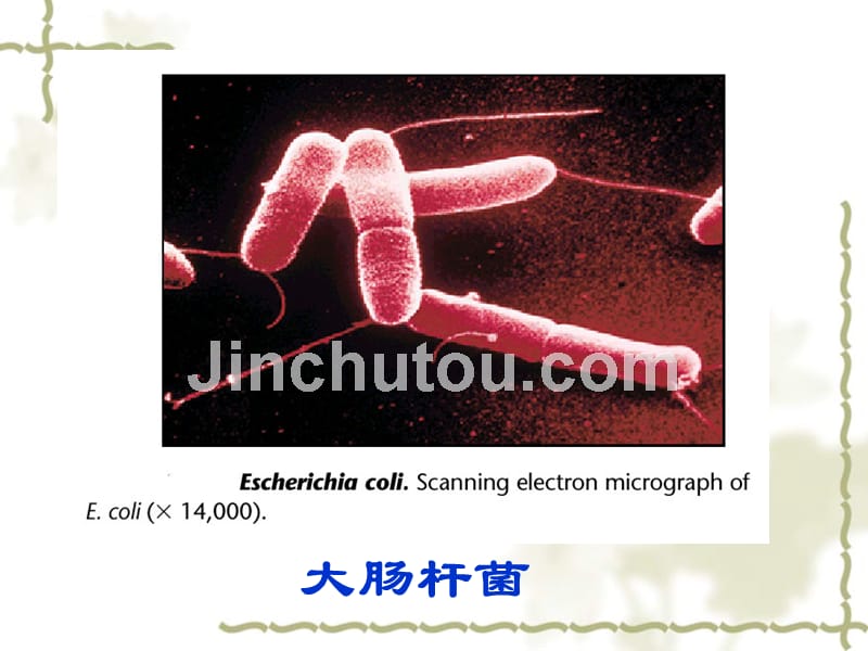 细菌和病毒的遗传课件_第3页