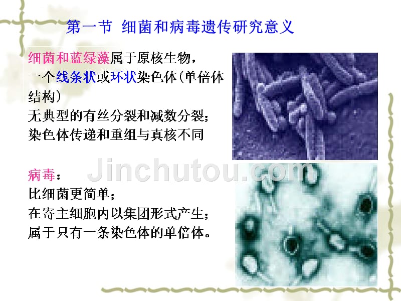 细菌和病毒的遗传课件_第4页