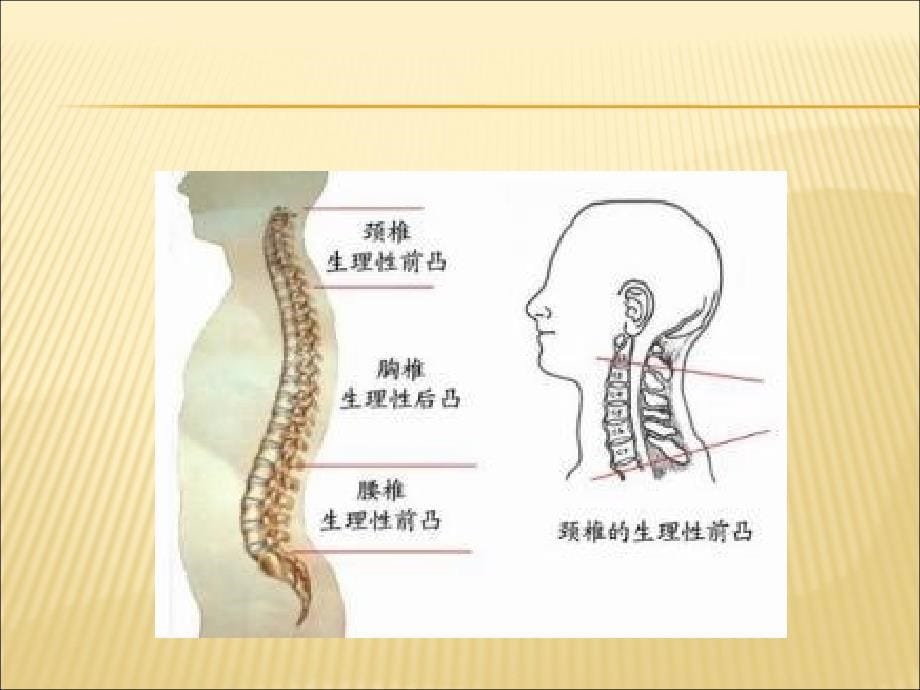 颈椎病预防(讲稿)课件_第5页