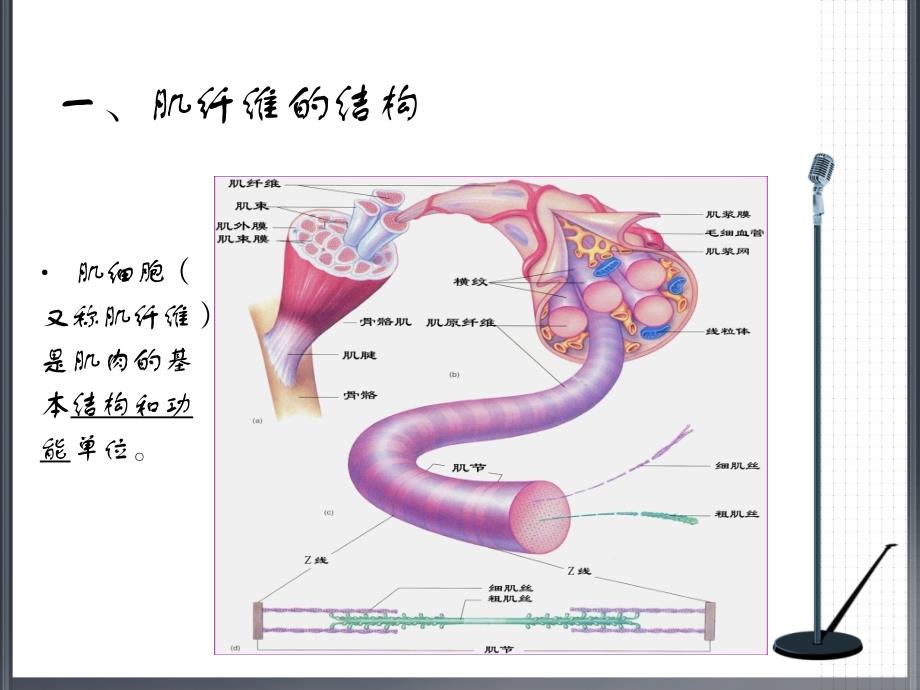 运动生理学教案-骨骼肌的工作原理_第3页