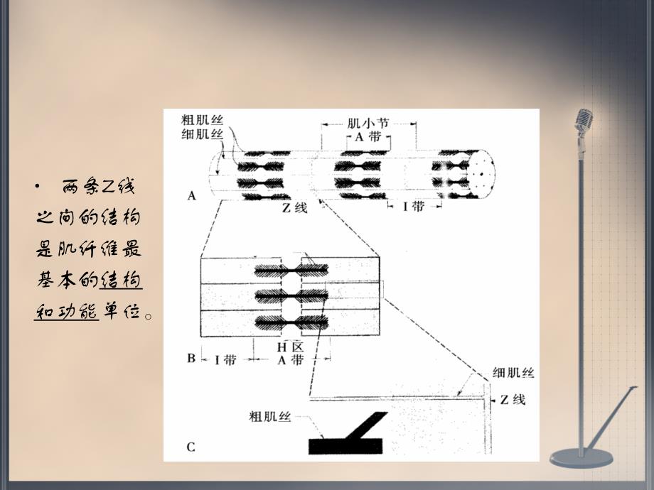 运动生理学教案-骨骼肌的工作原理_第4页