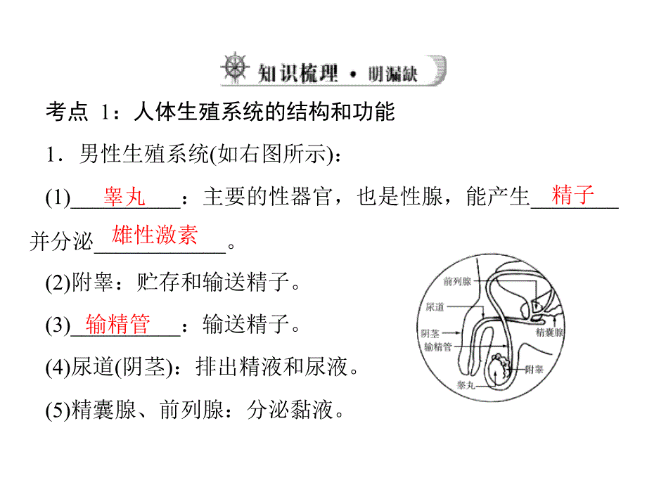 2013年中考生物复习6.1生物的生殖和发育_第4页