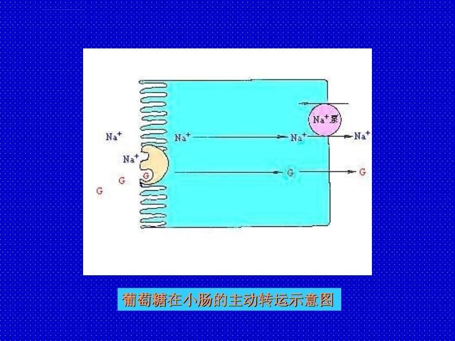 四川大学生物化学幻灯片-第4章糖代谢_第5页