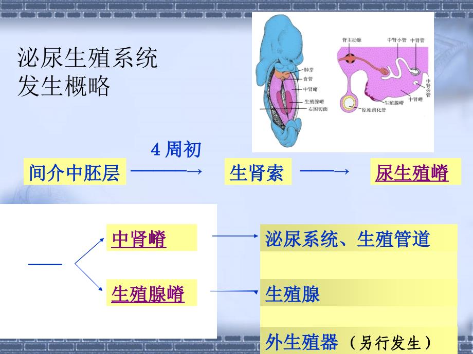 泌尿生殖系发生--组织学与胚胎学课件_第3页
