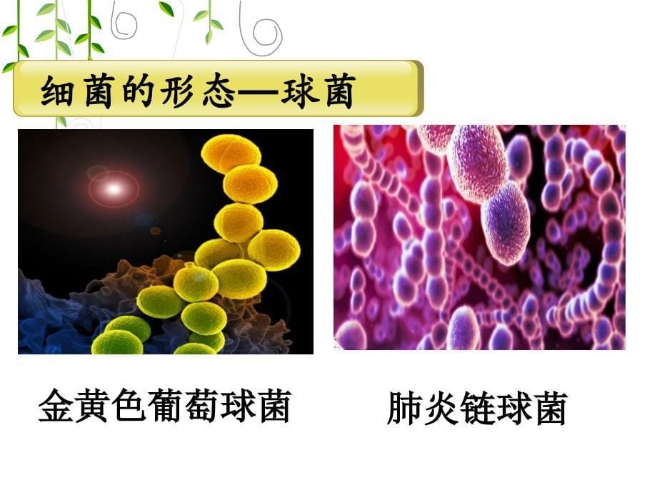 初二生物---细菌---参赛课件_第5页
