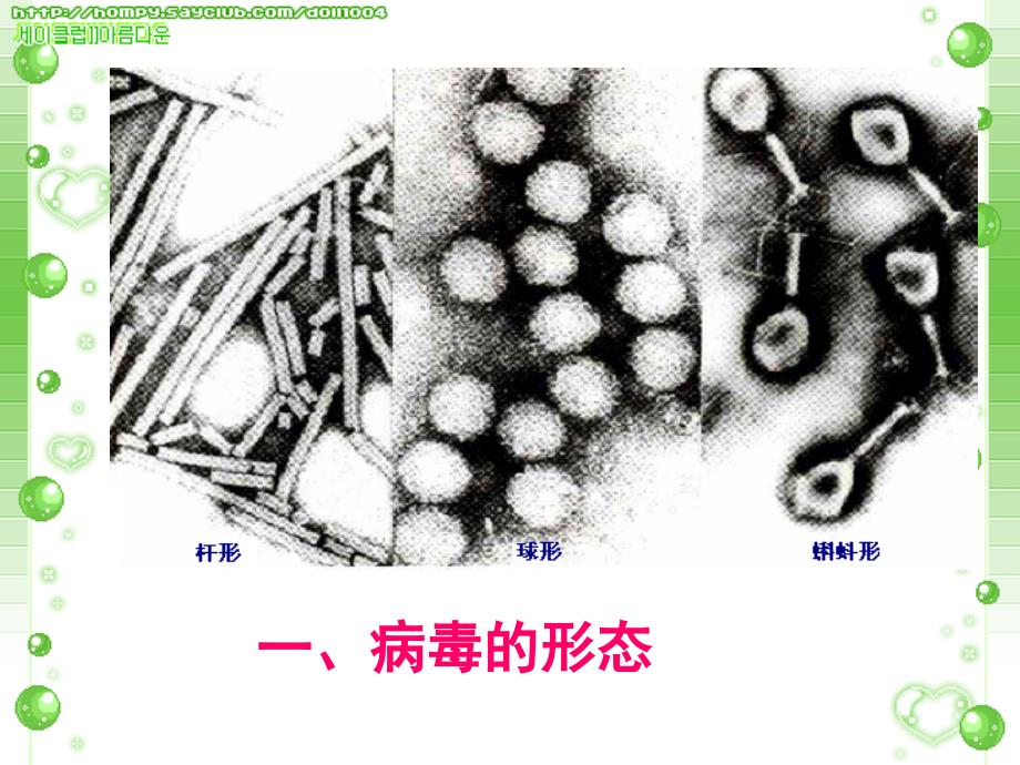 复习微生物(病毒、细菌、真菌)幻灯片_第4页