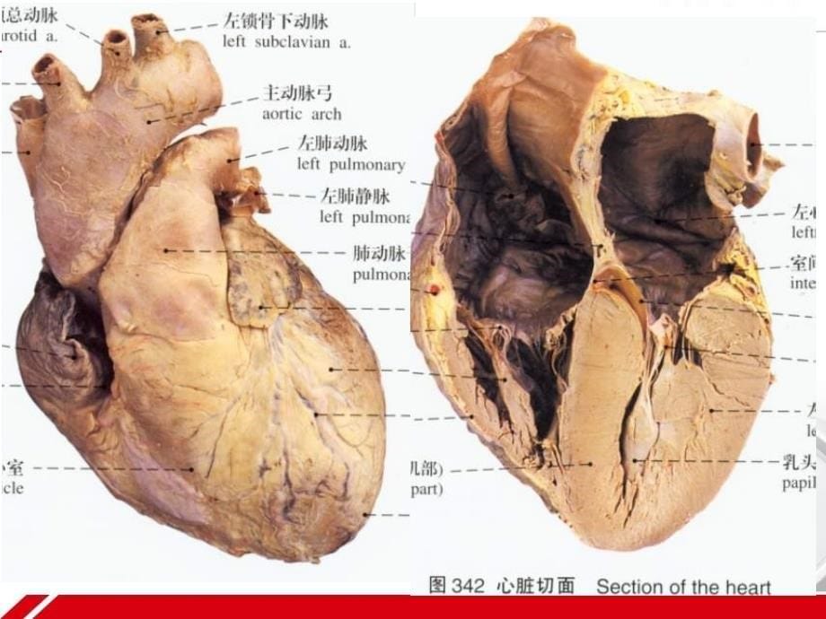 基础医学--循环系统课件_第5页