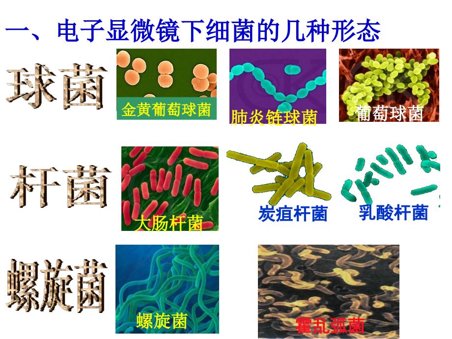 青岛版六年级科学上册细菌课件_第4页