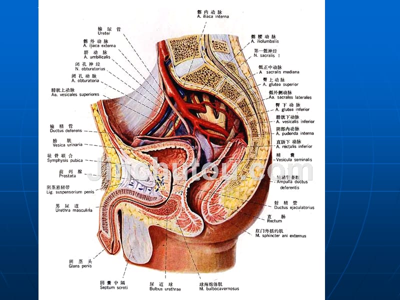 男性盆部断层影像解剖-09.12研究生_第4页