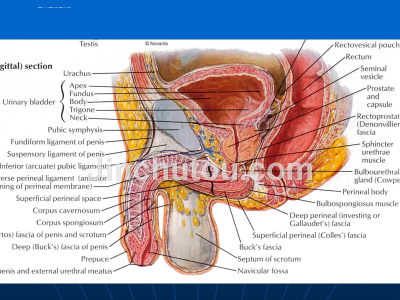 男性盆部断层影像解剖-09.12研究生_第5页
