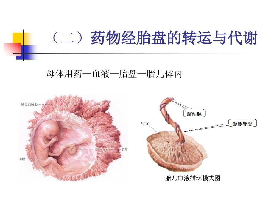 特殊人群的临床用药_1课件_第5页