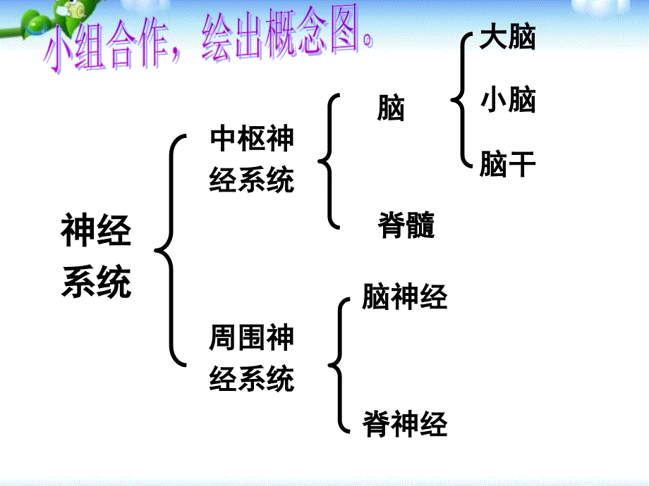 人教版七年级生物神经系统的组成_第3页