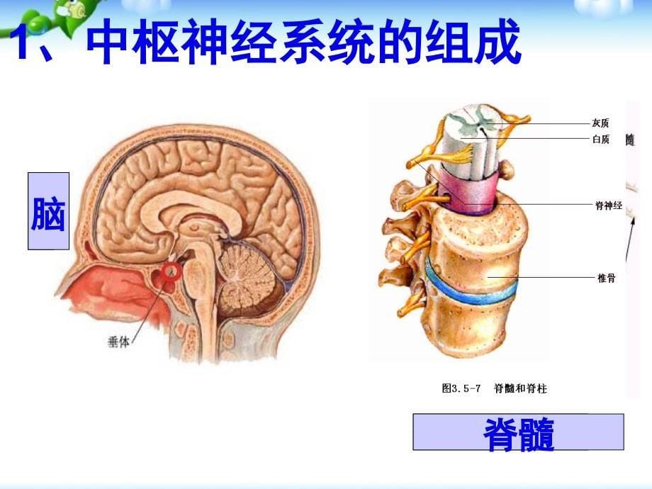 人教版七年级生物神经系统的组成_第5页