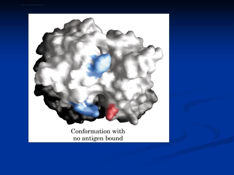 厦门大学生命科学院生物化学课堂幻灯片第四章--蛋白质的共价结构_第5页