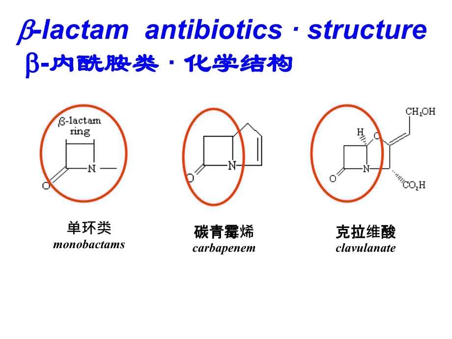 青霉素和头孢菌素课件_第5页