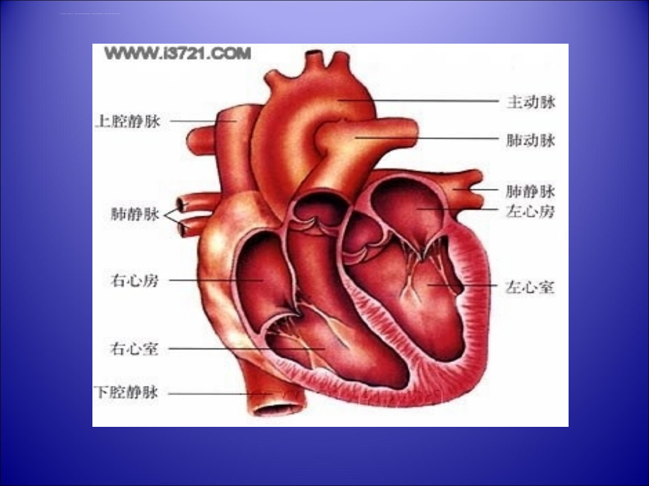 怎样做好超声心动图课件_第4页