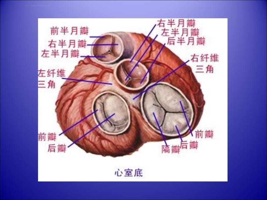 怎样做好超声心动图课件_第5页