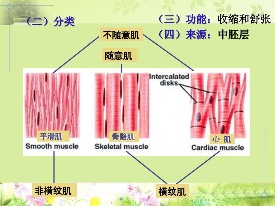 生理学课件ppt肌组织_第4页