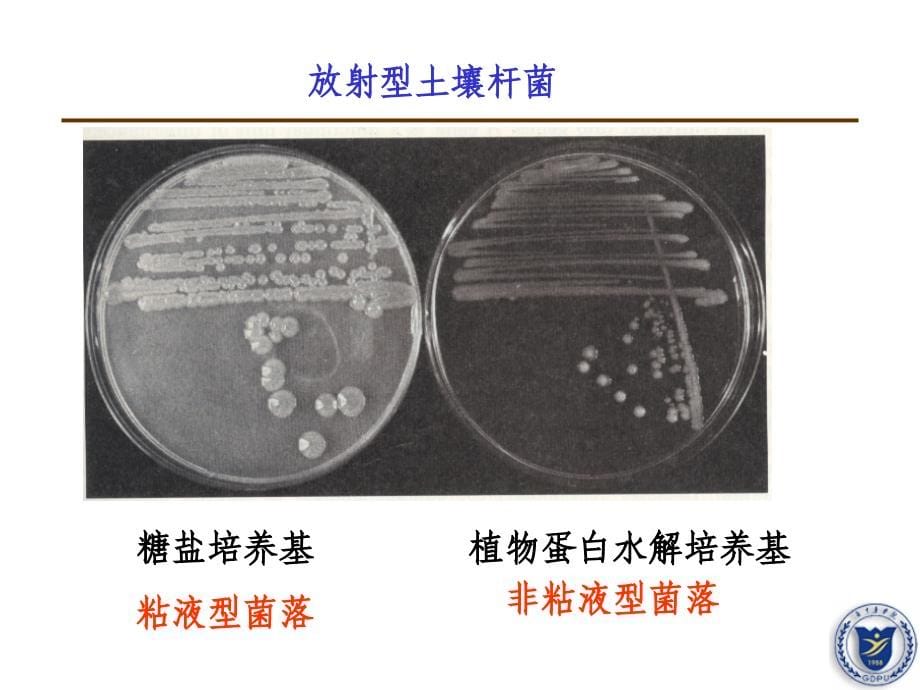 食品微生物学-遗传变异和育种课件_第5页