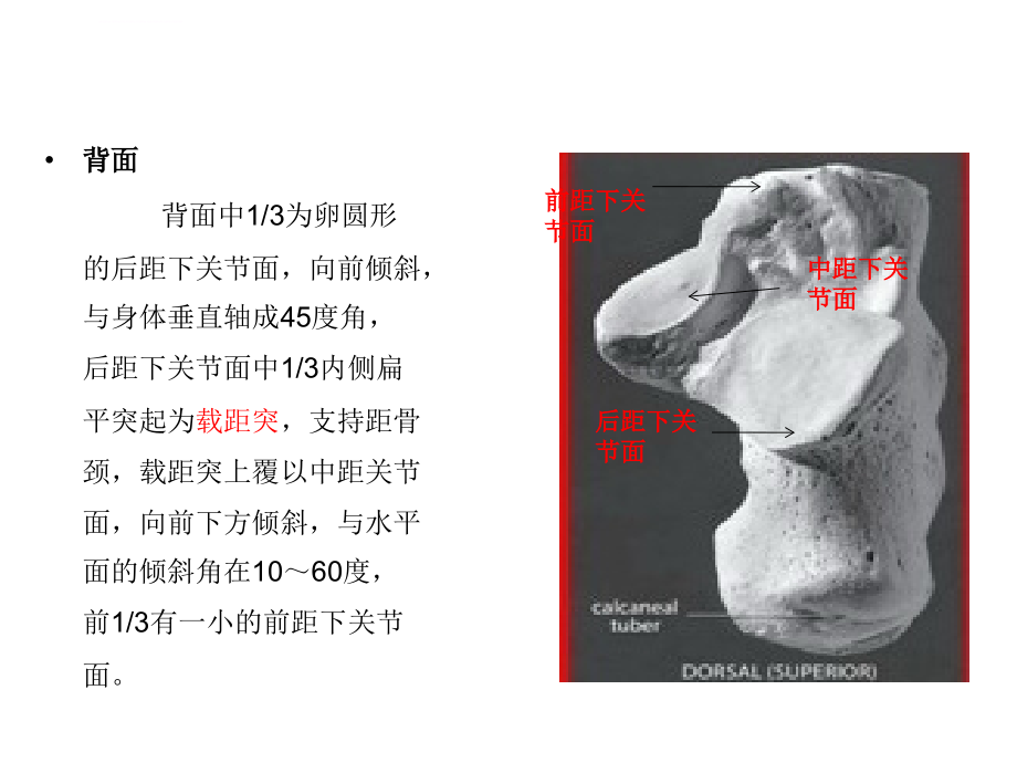 跟骨骨折治疗技巧_第4页