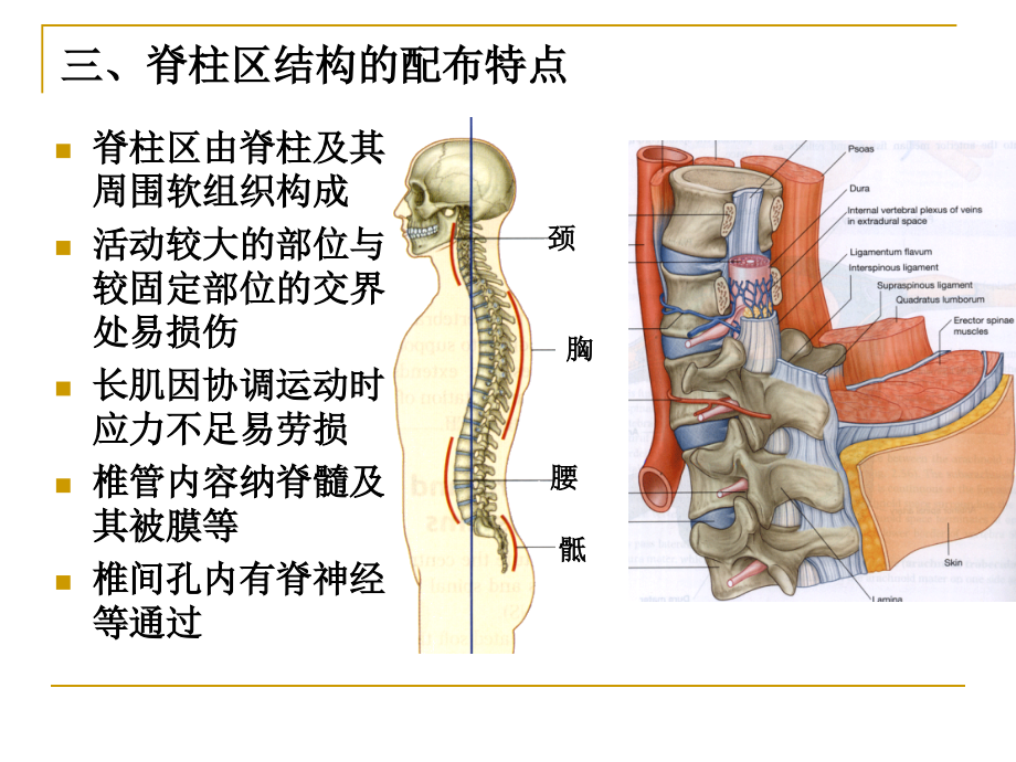脊柱区断层解剖 (2)_第3页