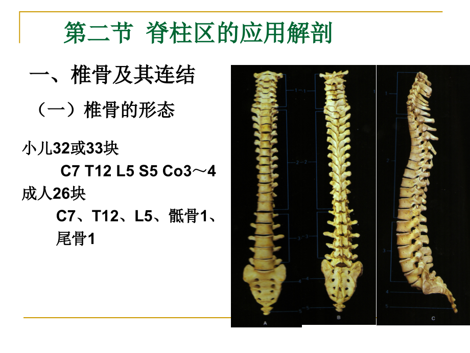 脊柱区断层解剖 (2)_第4页