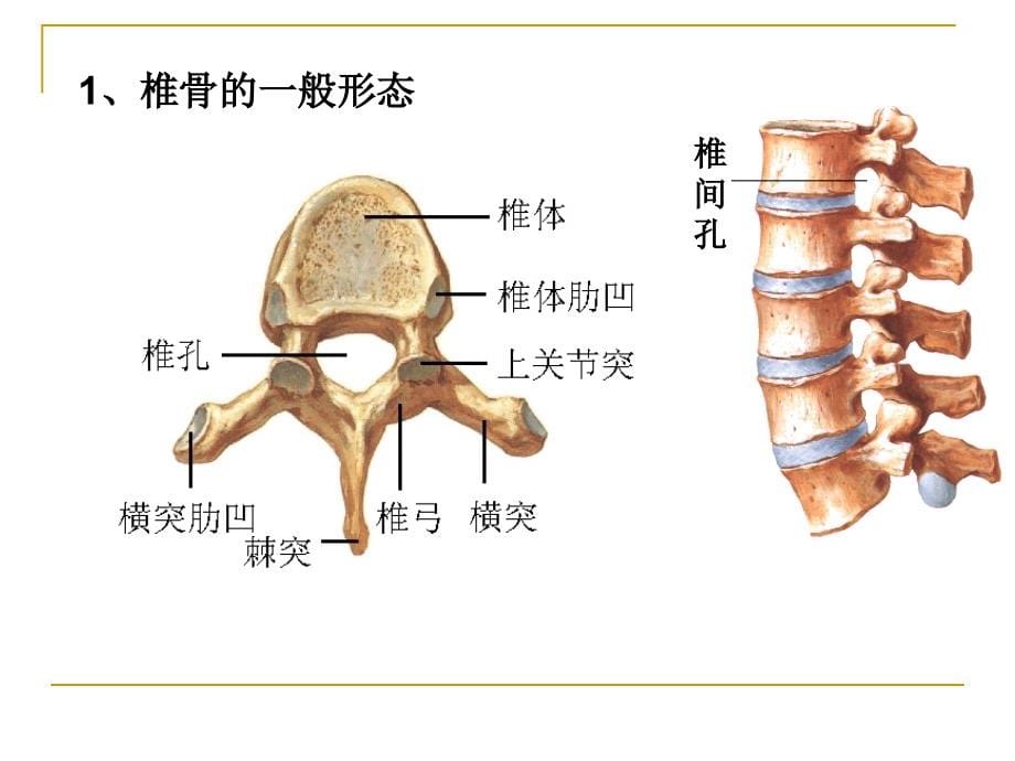 脊柱区断层解剖 (2)_第5页