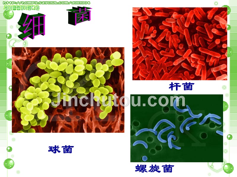 微生物(病毒、细菌、真菌)幻灯片_第4页