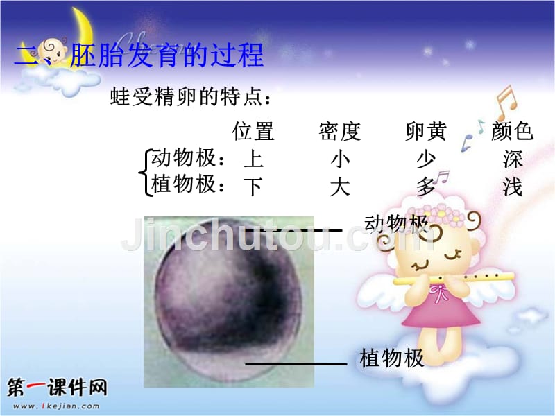 高中生物：3.1从受精卵谈起（1）（浙科版选修三）_第4页