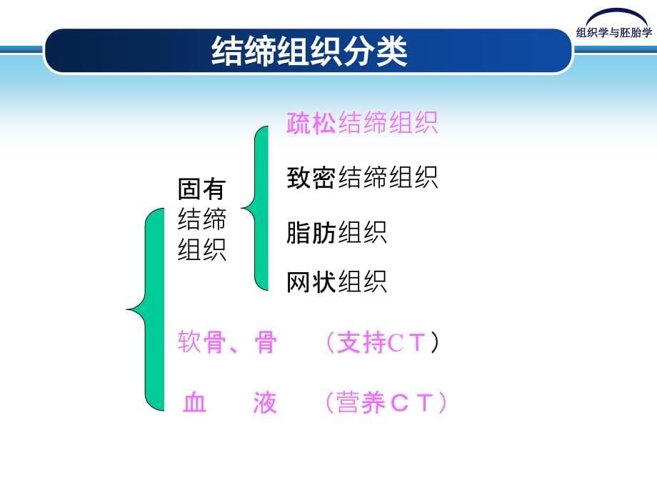 新乡医学院组胚试题之结缔组织课件_第5页