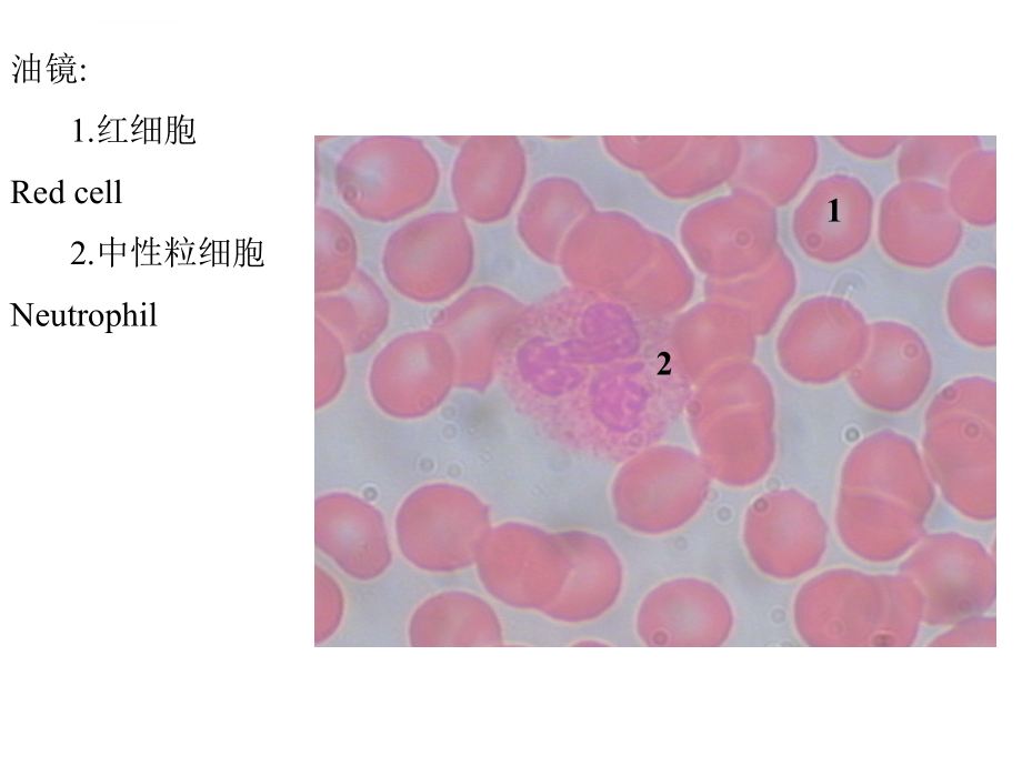 组培实验复习_第1页