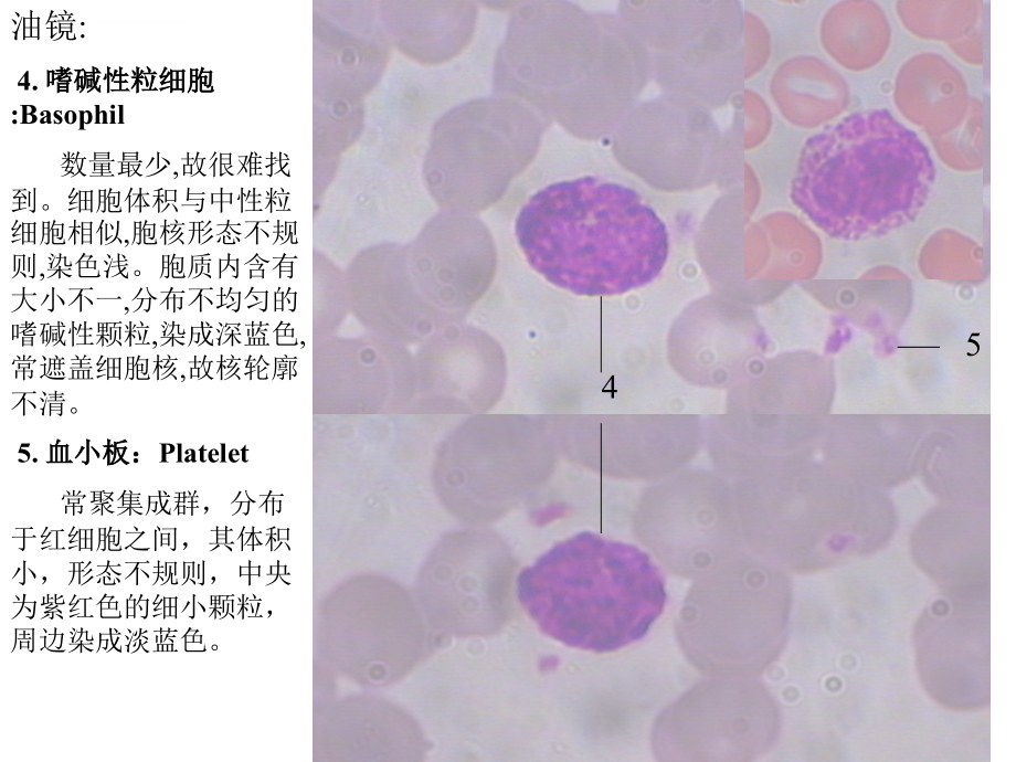 组培实验复习_第3页