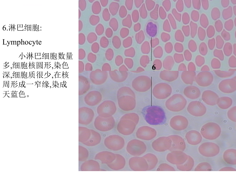 组培实验复习_第4页