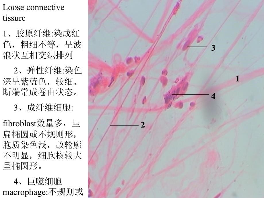 组培实验复习_第5页