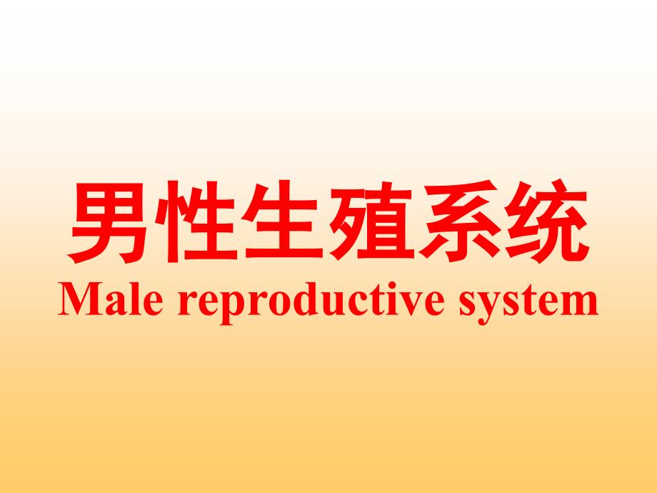 组织学与胚胎学-男女生殖系统sdl1234课件_第1页