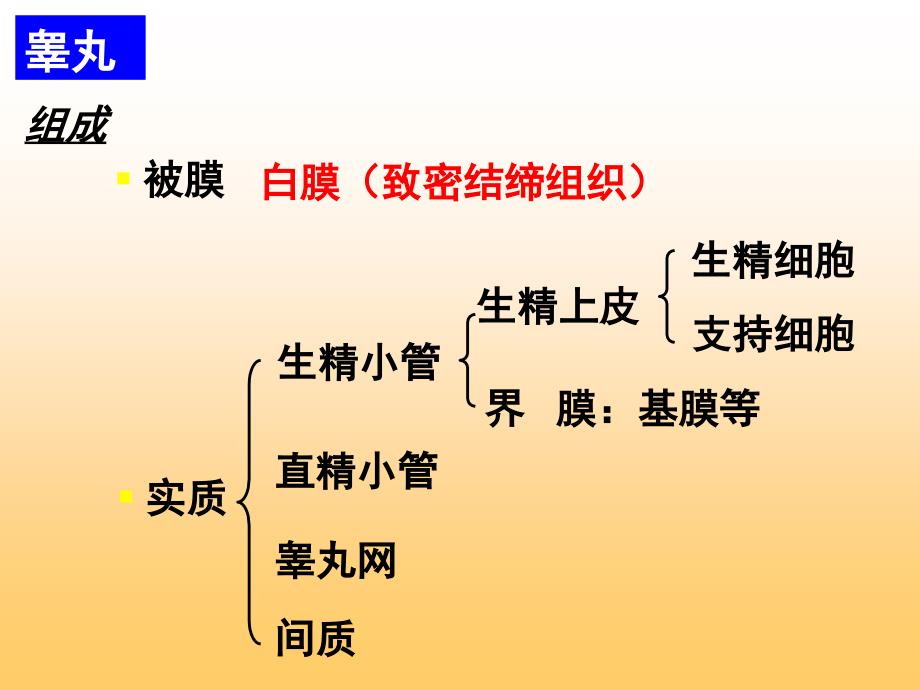 组织学与胚胎学-男女生殖系统sdl1234课件_第3页