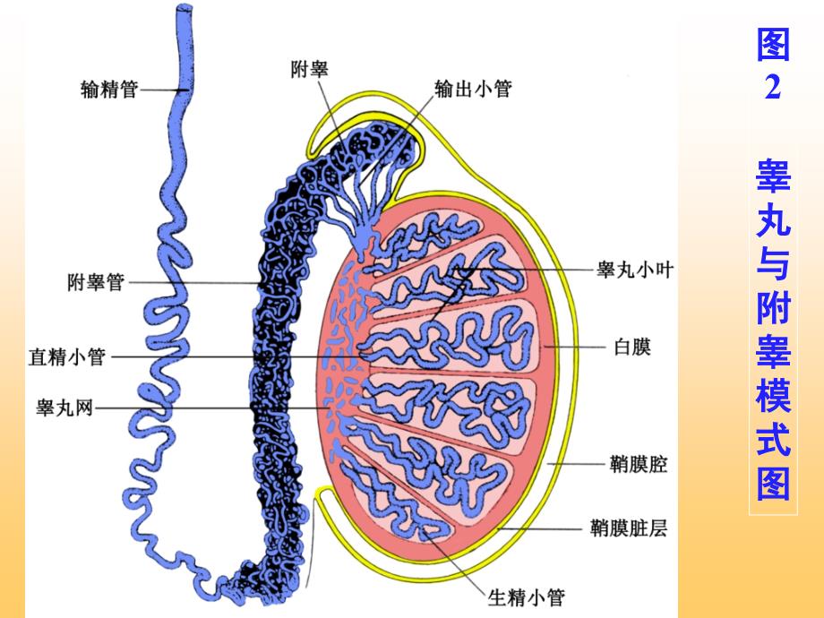 组织学与胚胎学-男女生殖系统sdl1234课件_第4页