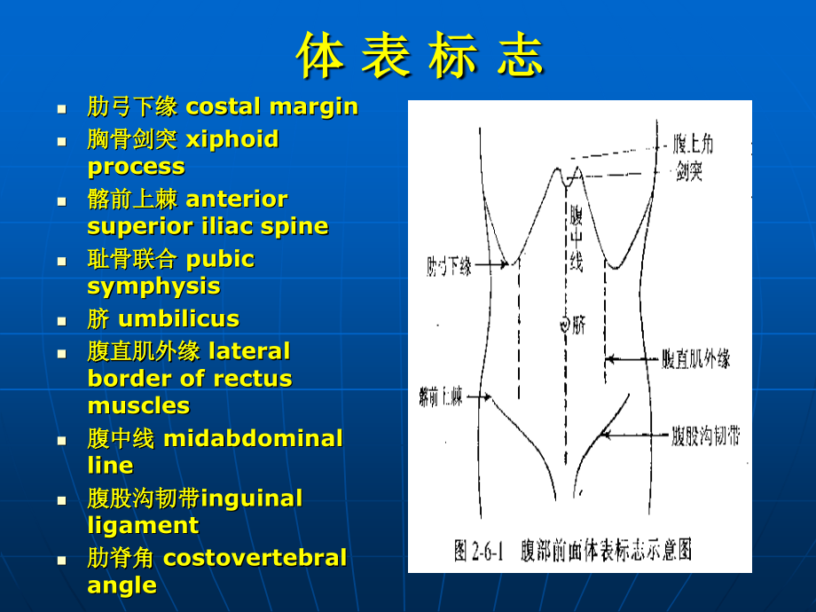 正常腹部和神经反射检查_第4页